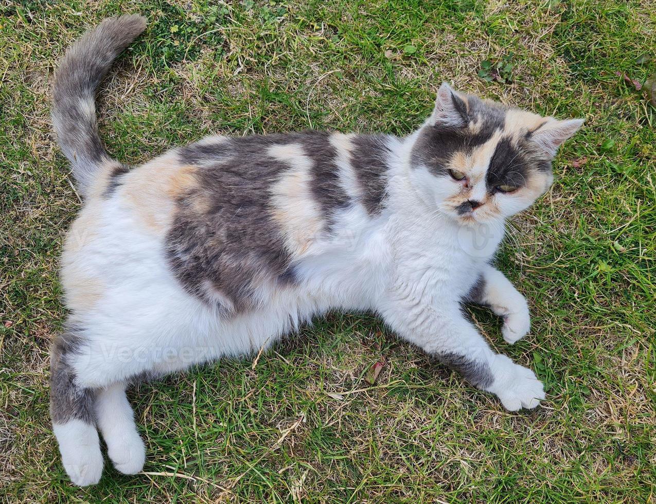 Beautiful Persian Breed Cat in the Home Garden, close up shot photo