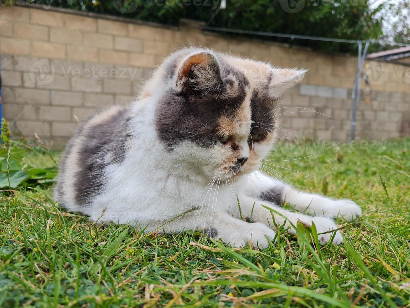 Beautiful and Cute Kitten is posing in the home garden photo