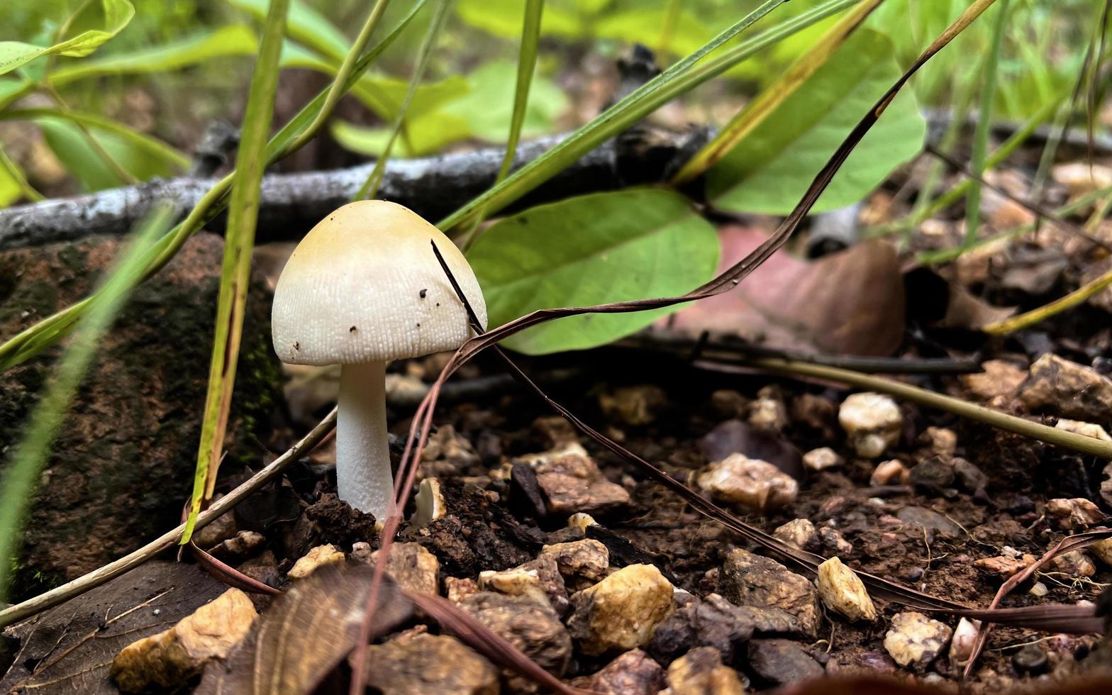 hongos silvestres naturales en el sudeste asiático que se encuentran en el suelo del bosque después de la lluvia y que los humanos pueden recoger para hacer comida. foto