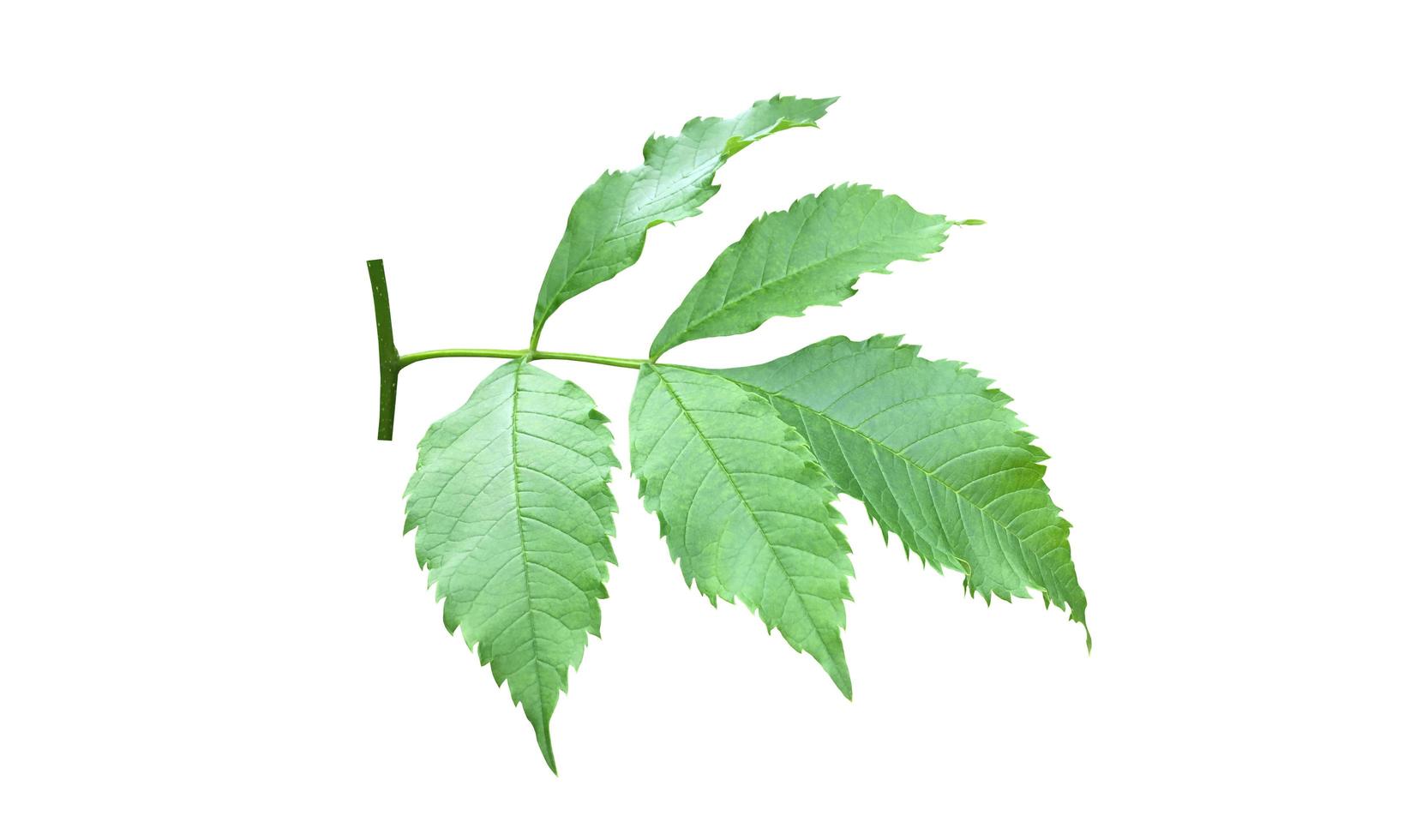 Isolated yellow elder or trumpet bush leaf on white background with clipping paths. photo