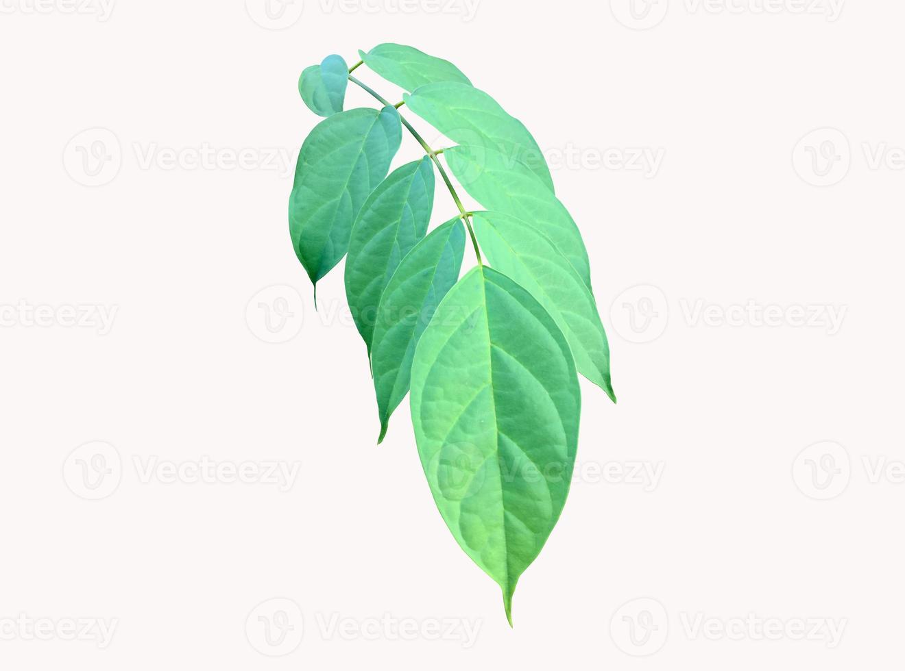 Isolated broken bones leaf , damocles leaf or indian trumpet leaf with clipping paths. photo