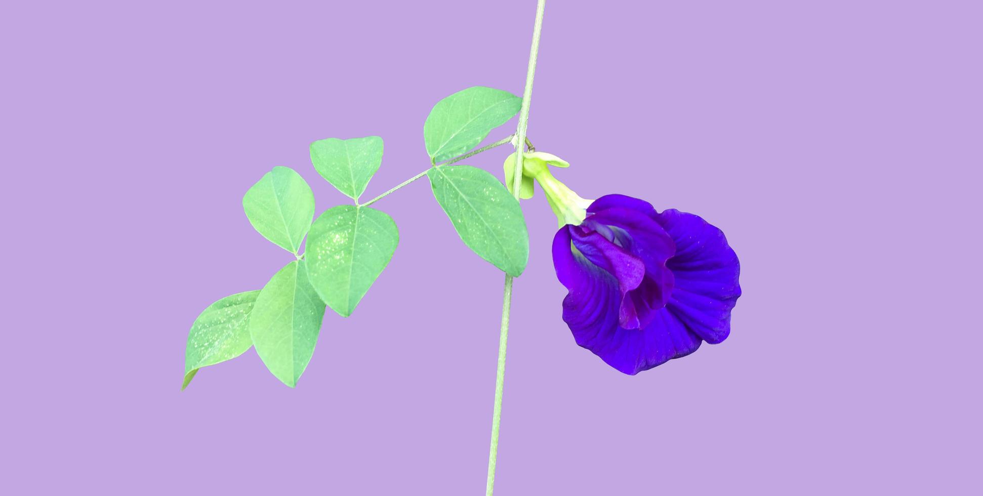 flor de guisante de mariposa aislada con caminos de recorte. foto