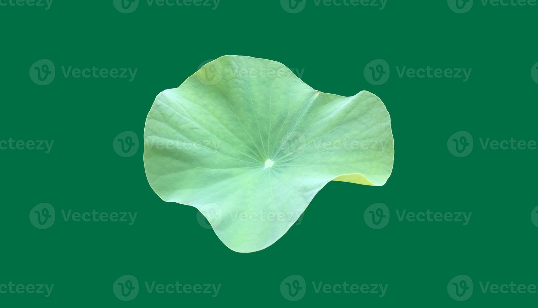 Isolated waterlily or lotus leaf with clipping paths. photo