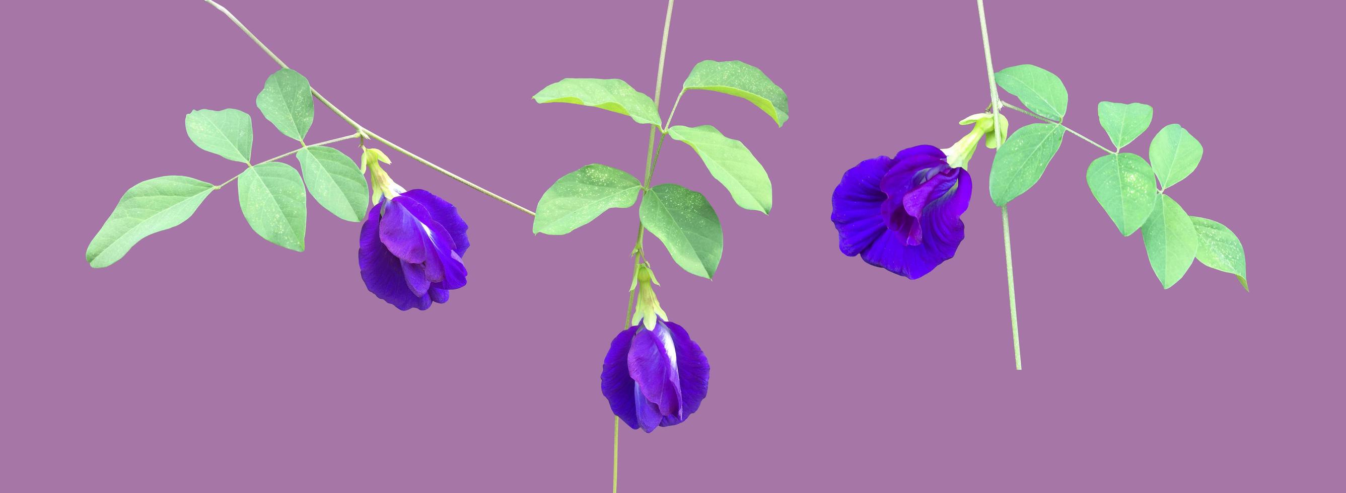 Isolated butterfly pea flower with clipping paths. photo