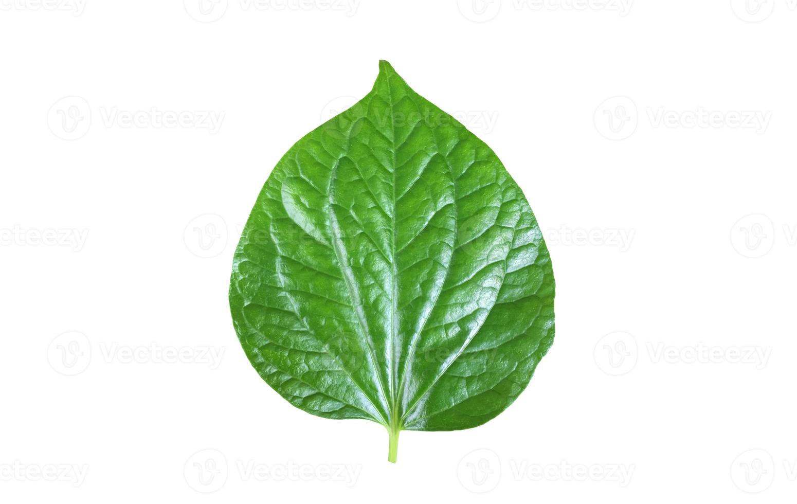 Isolated fresh and green betel leaf with clipping paths. photo