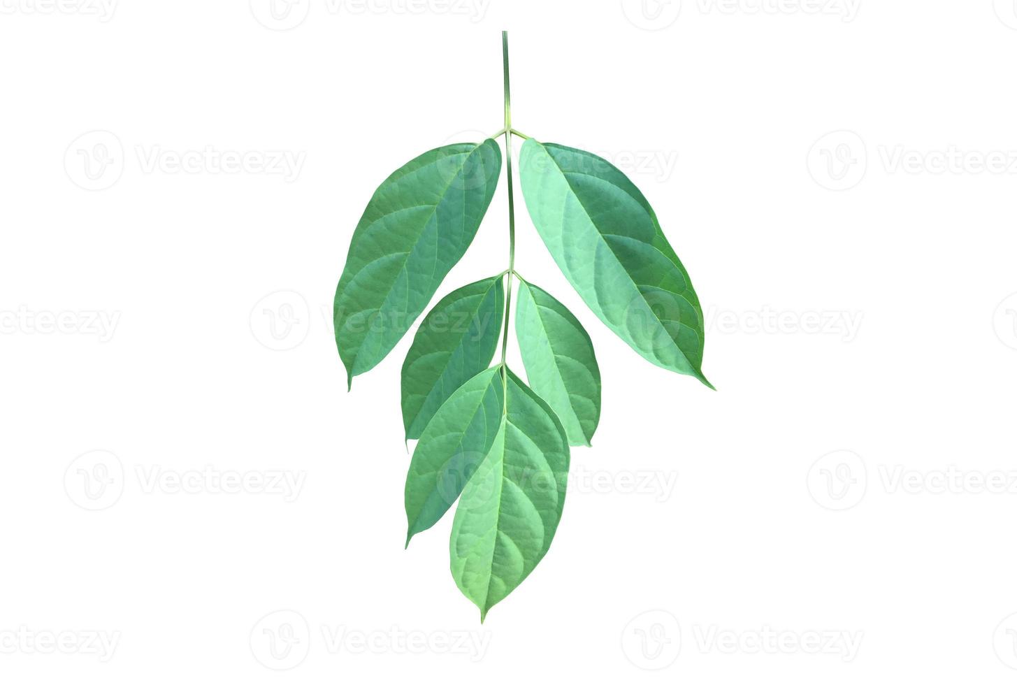 Isolated broken bones leaf , damocles leaf or indian trumpet leaf with clipping paths. photo