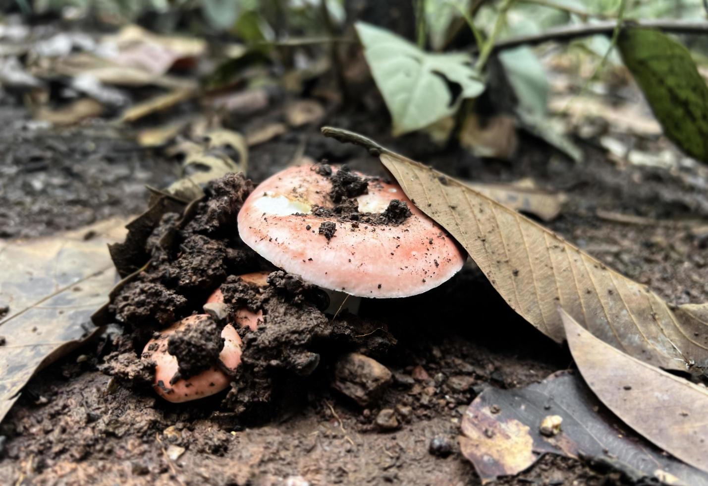 Natural wild mushrooms in Southeast Asia that occur on the ground in the forest after rain which can be picked by humans to make food. photo