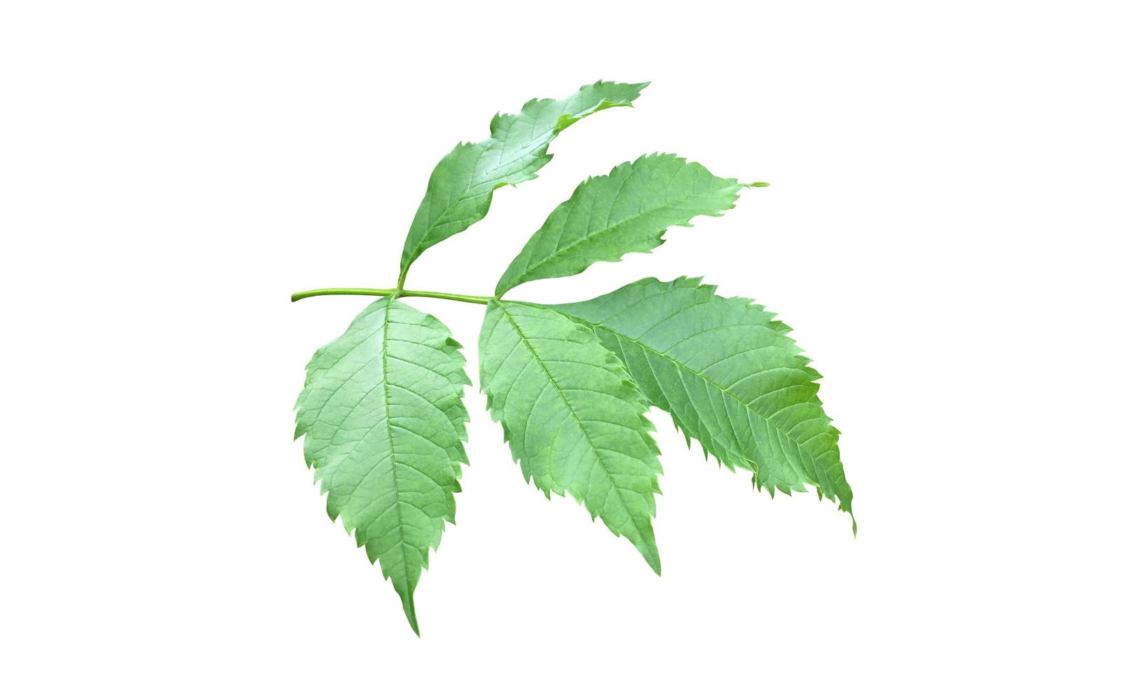 Isolated yellow elder or trumpet bush leaf on white background with clipping paths. photo
