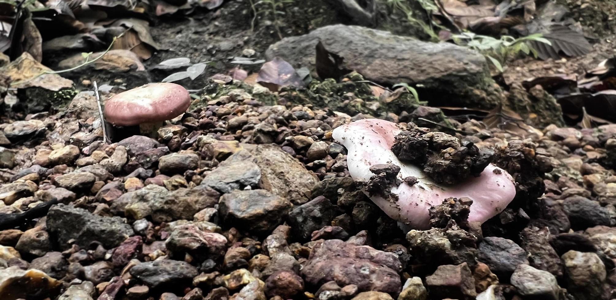 Natural wild mushrooms in Southeast Asia that occur on the ground in the forest after rain which can be picked by humans to make food. photo