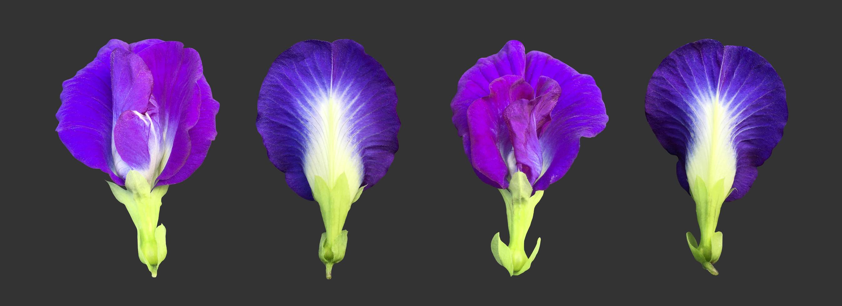 Isolated butterfly pea flower with clipping paths. photo