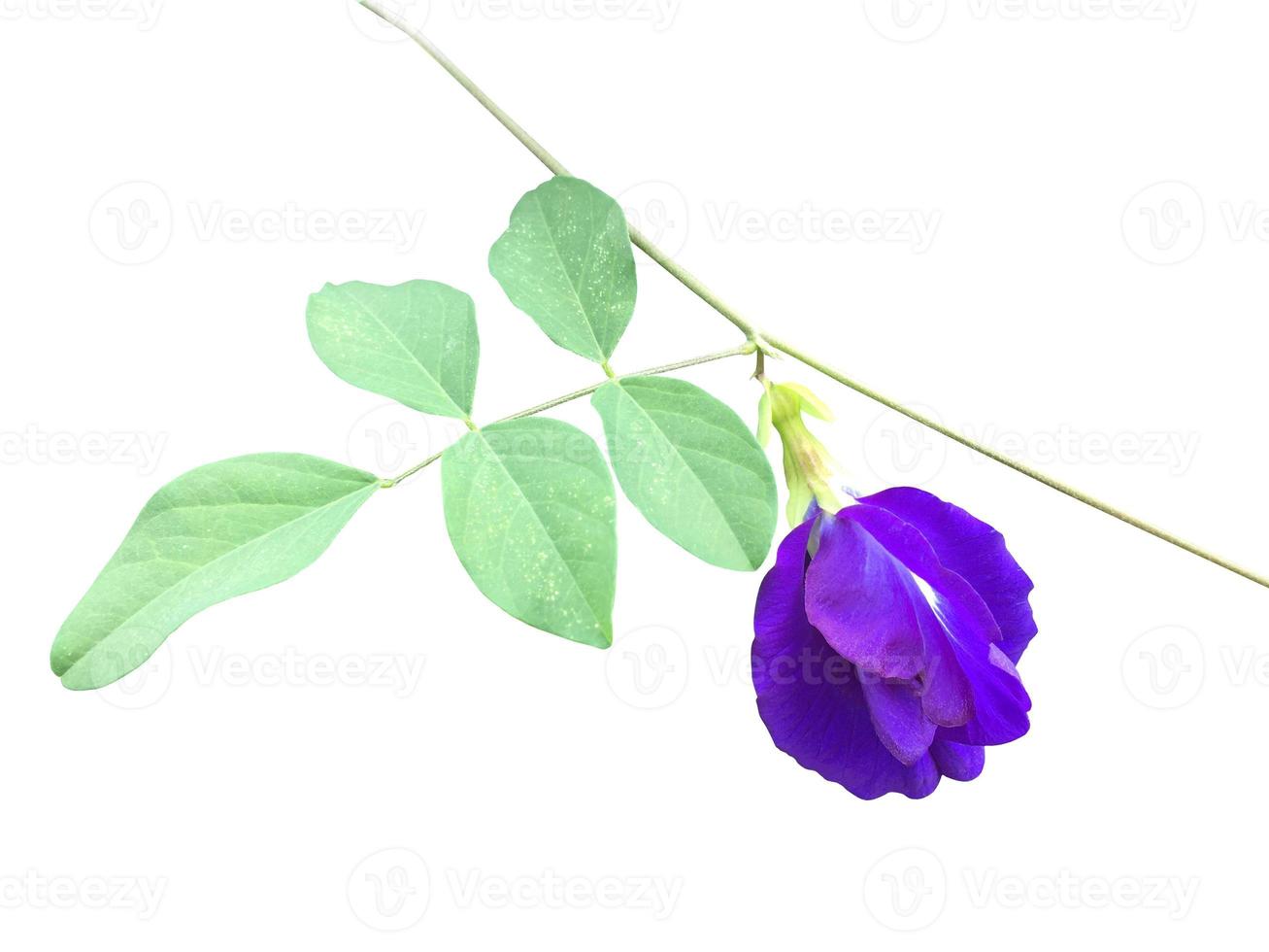 Isolated butterfly pea flower with clipping paths. photo