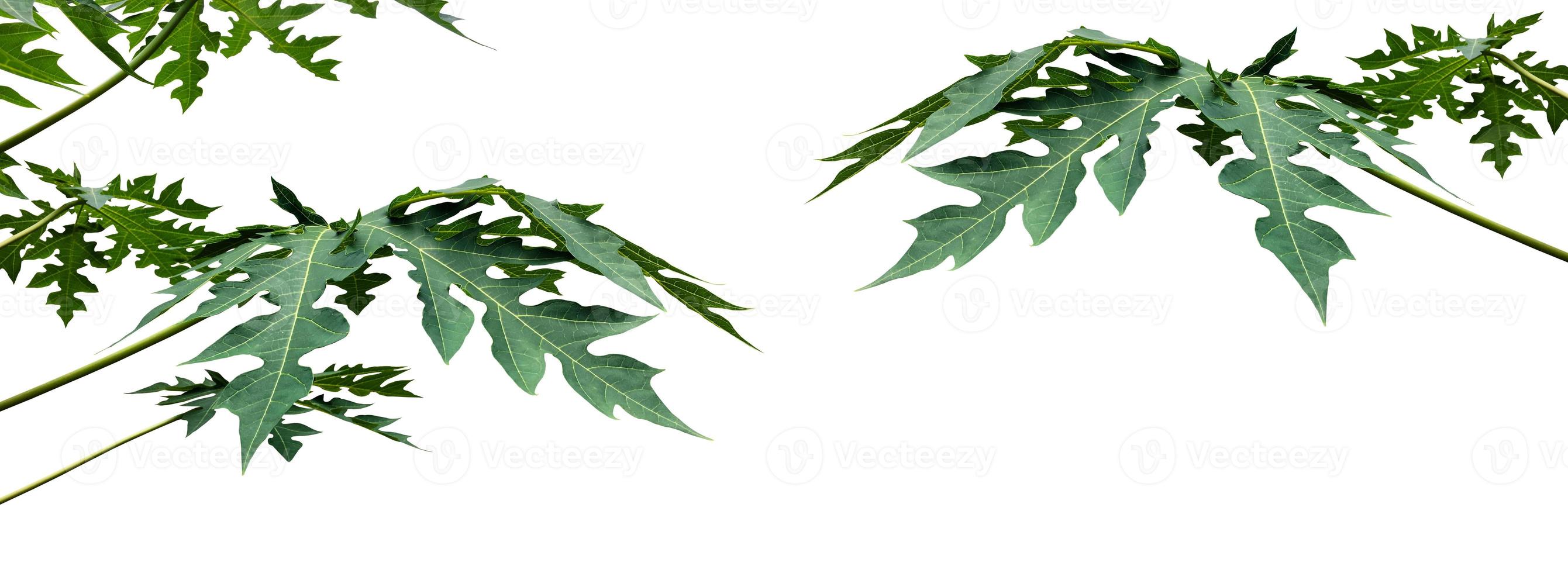 Isolated green and fresh papaya leaf with clipping paths. photo