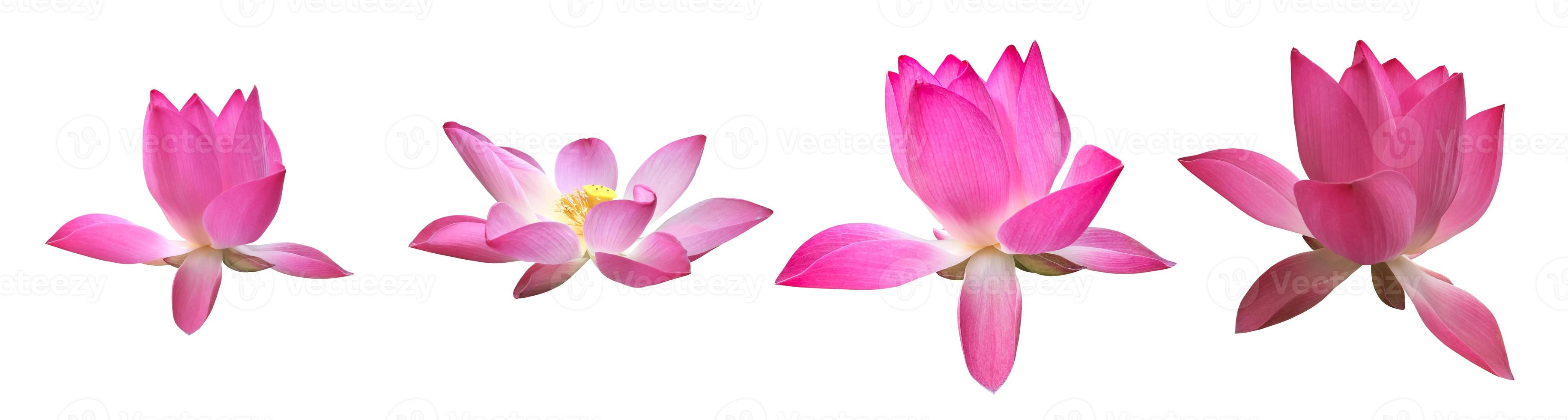 Isolated pink waterlily or lotus flower with clipping paths. photo