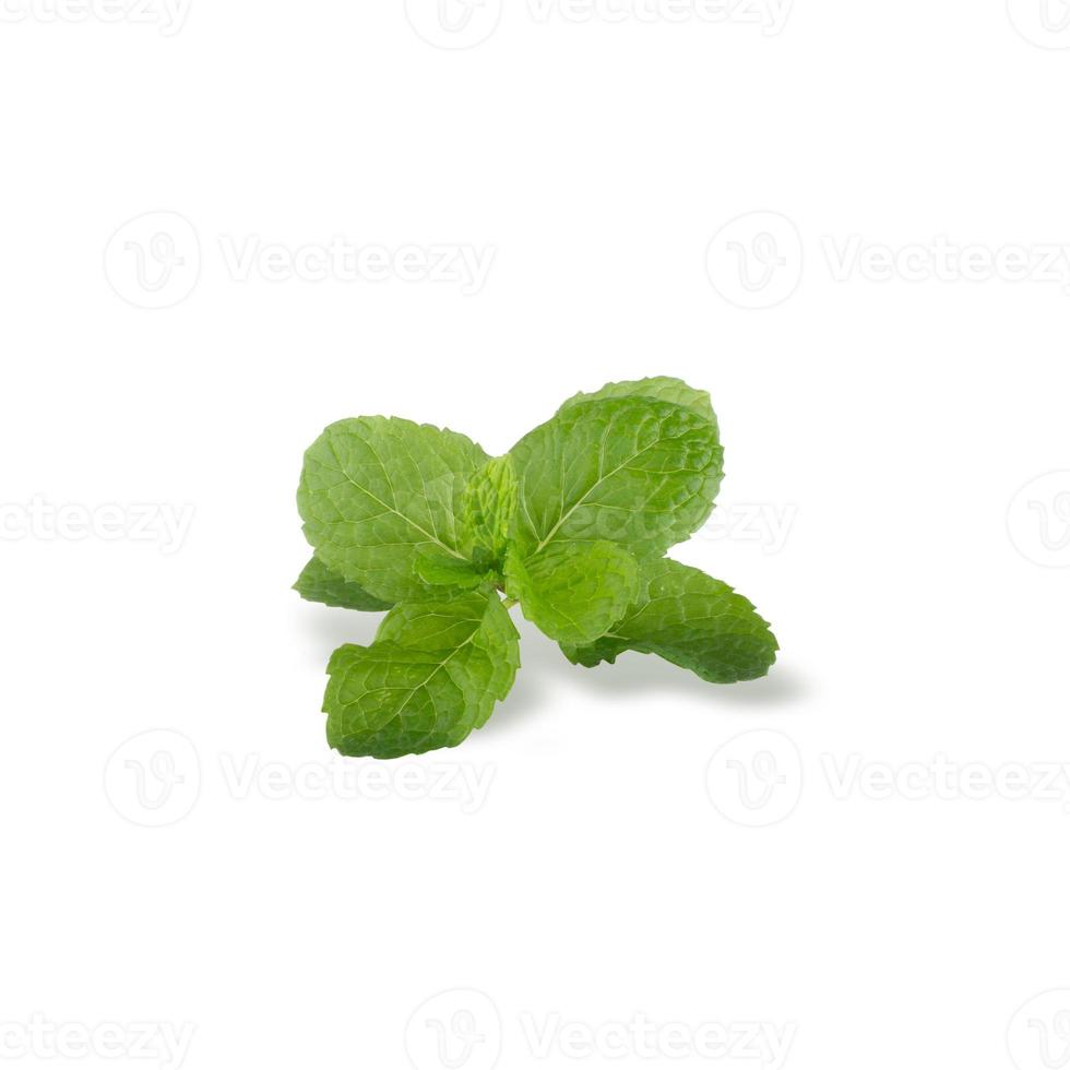 Green Mint leaves isolated on a white background photo