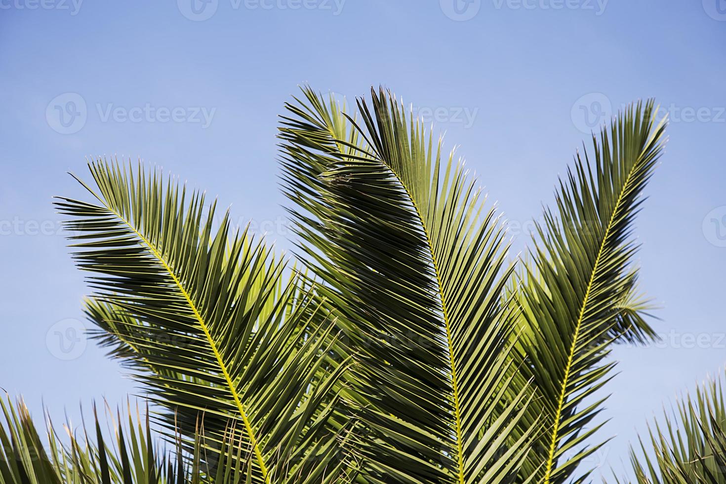 hojas de palma sobre fondo de cielo foto