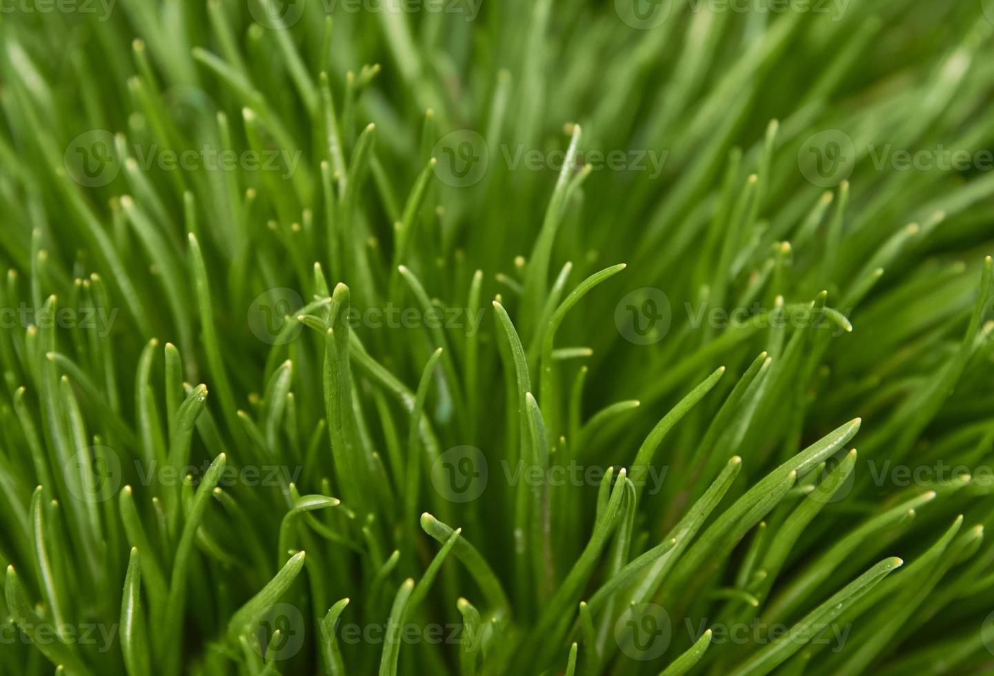 Bright green grass. Green grass close-up background. photo