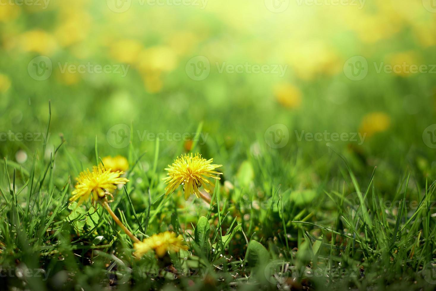 prado con dientes de león amarillos. dientes de león amarillos contra el campo amarillo-verde en desenfoque. foto