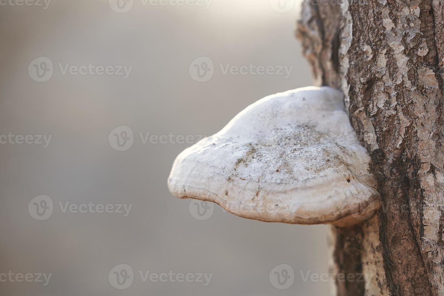 Mushroom tinder fungus on a tree close up on gray background. Background in blur. Photo with copy space.