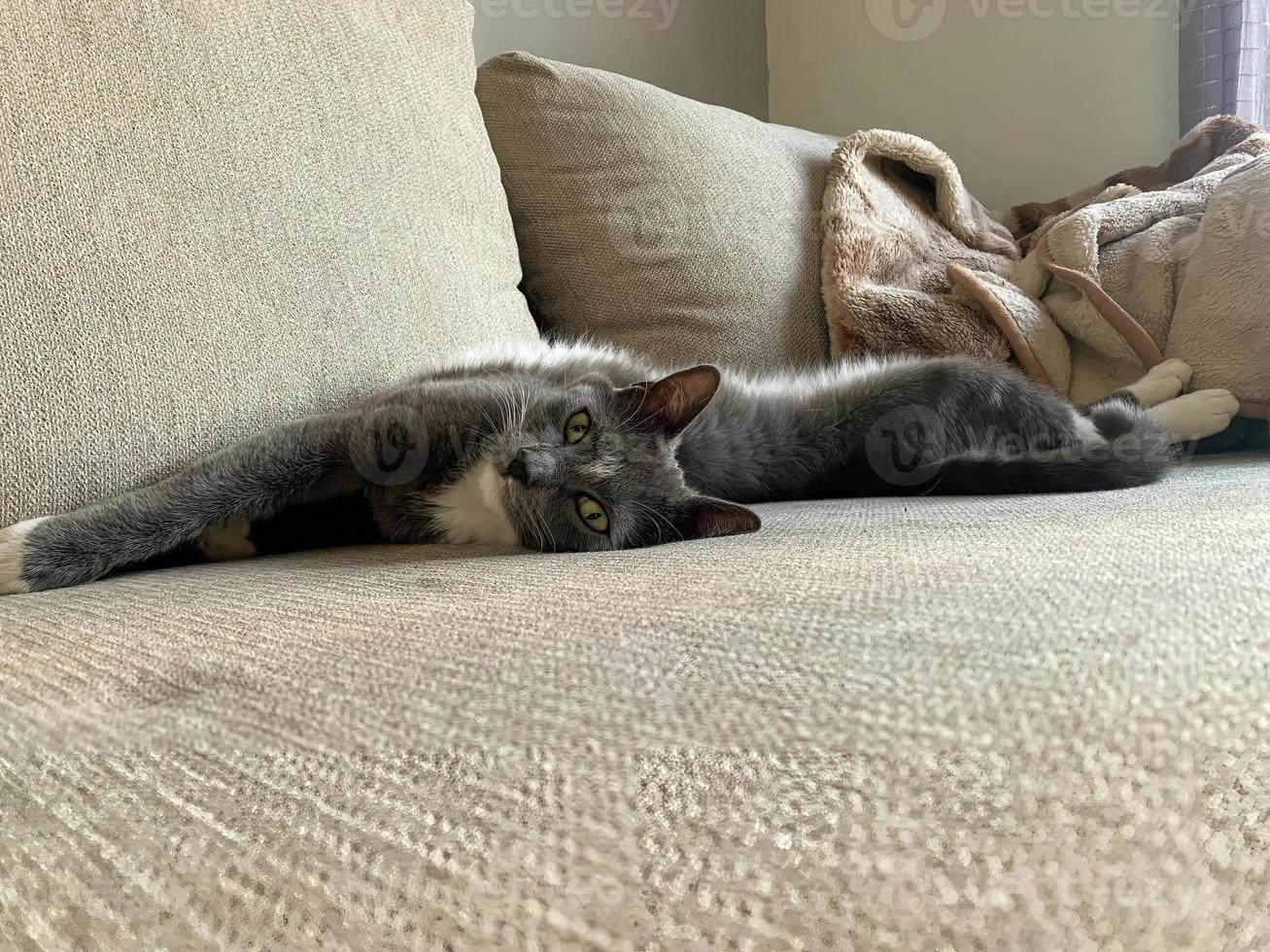 Grey white cat lying on a sofa 4 photo