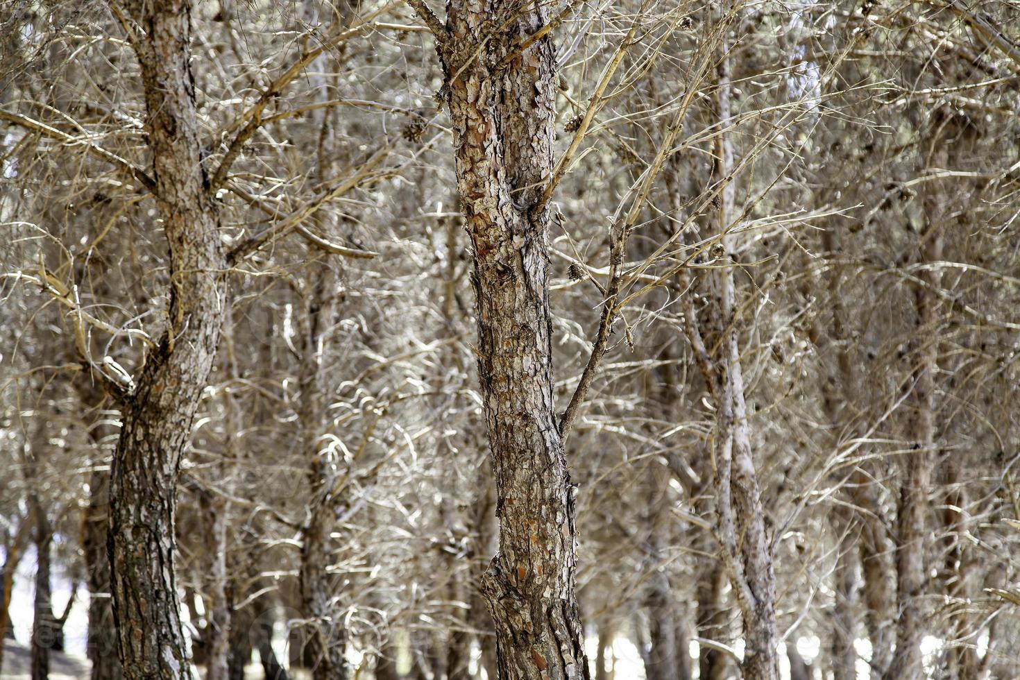 Tree trunks in the forest photo