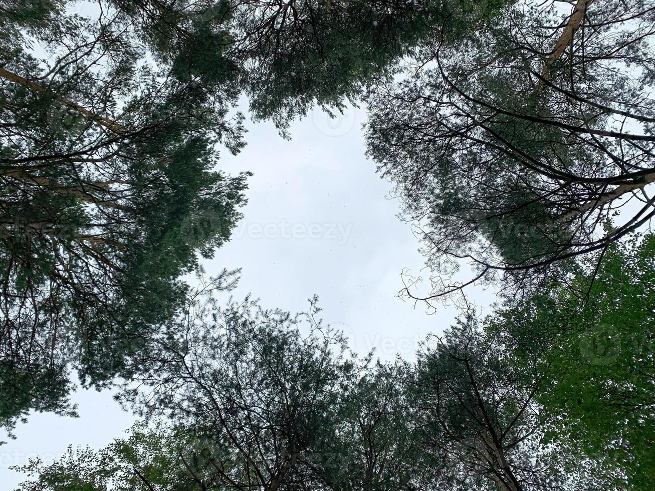 vista de las copas de los árboles verdes desde abajo en un bosque 2 foto