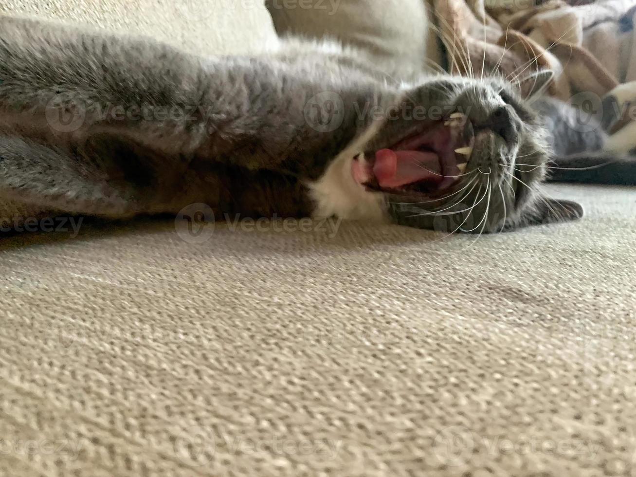 Grey white cat lying on a sofa 7 photo