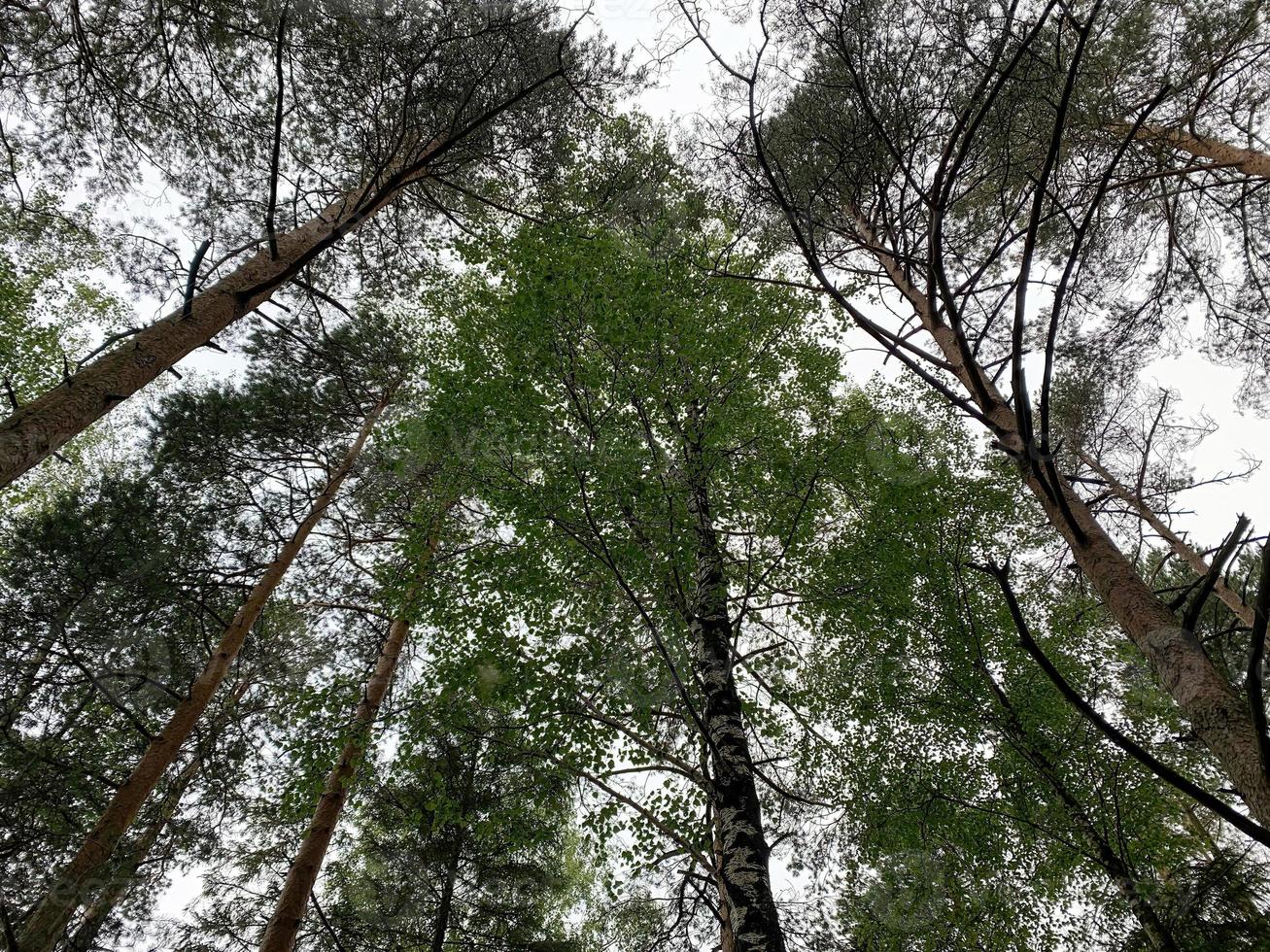 Green treetops view from below in a forest 1 photo