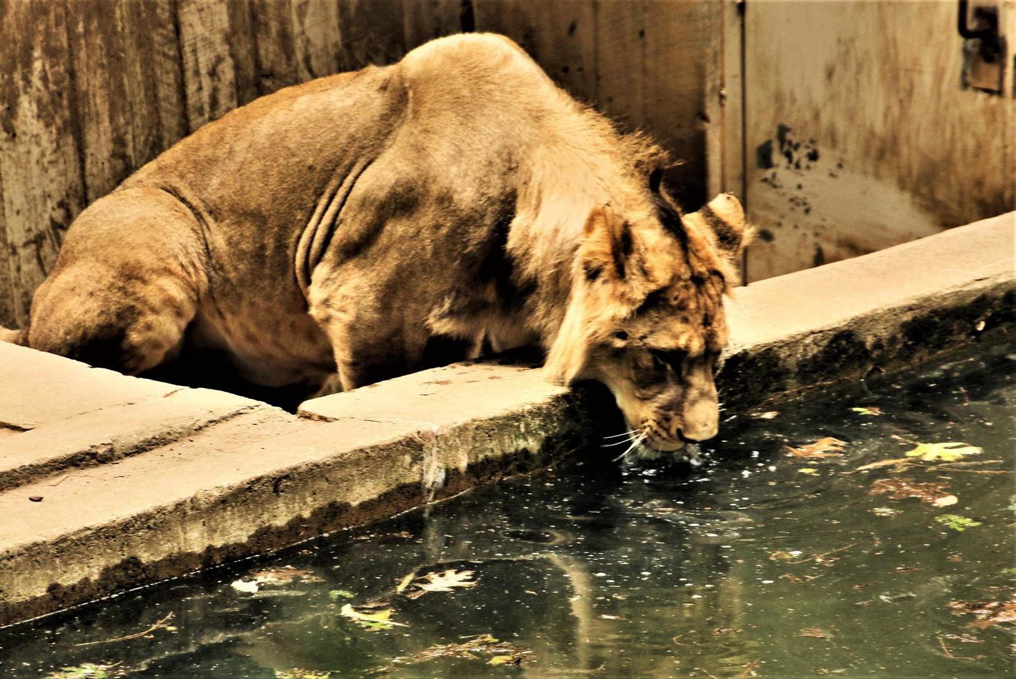 A close up of an African Lion photo