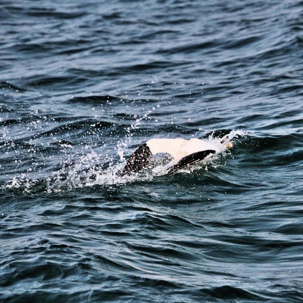 A view of a Gannet at Bempton Cliffs photo