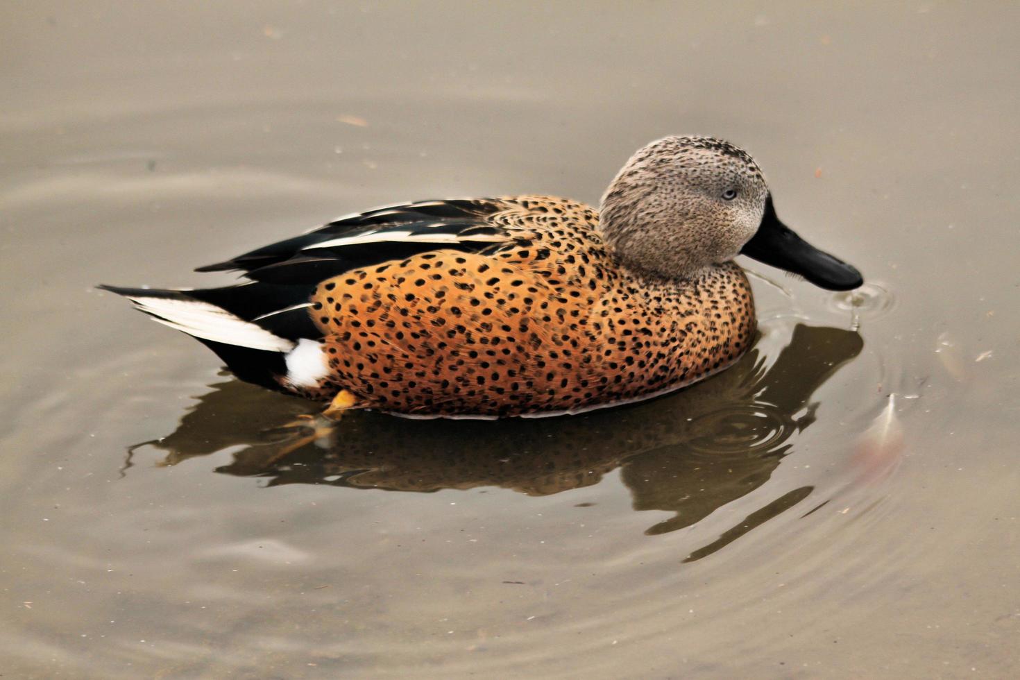 A close up of an Australian Shoveler photo