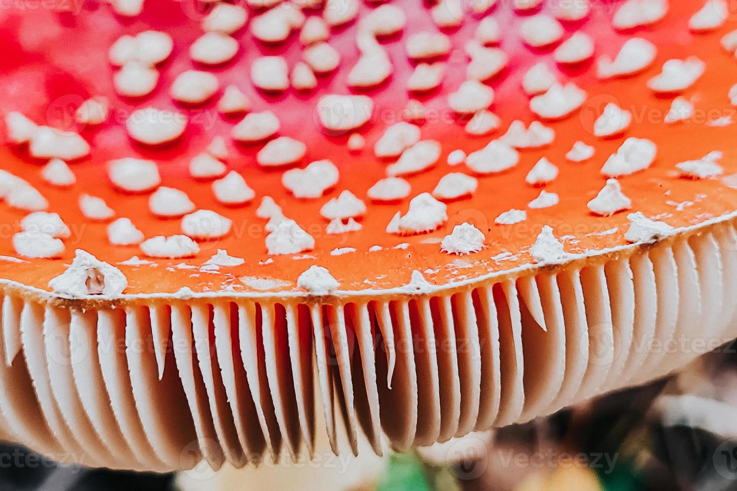 Dangerous fly agaric mushroom close-up. Ingredient for microdosing with psilocybins. photo