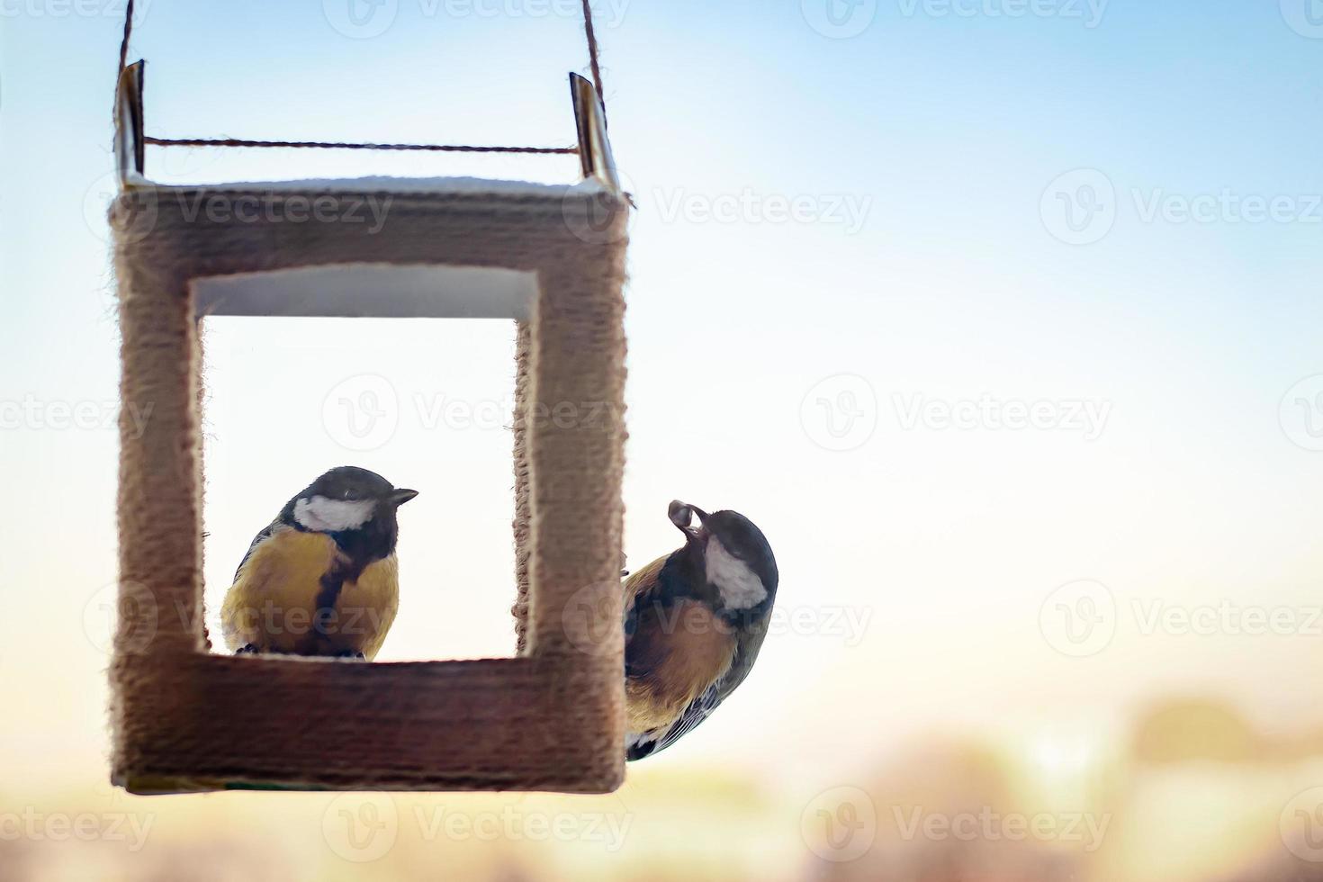 Tits eat sunflower seeds from handmade feeder. Winter feeding of garden birds photo