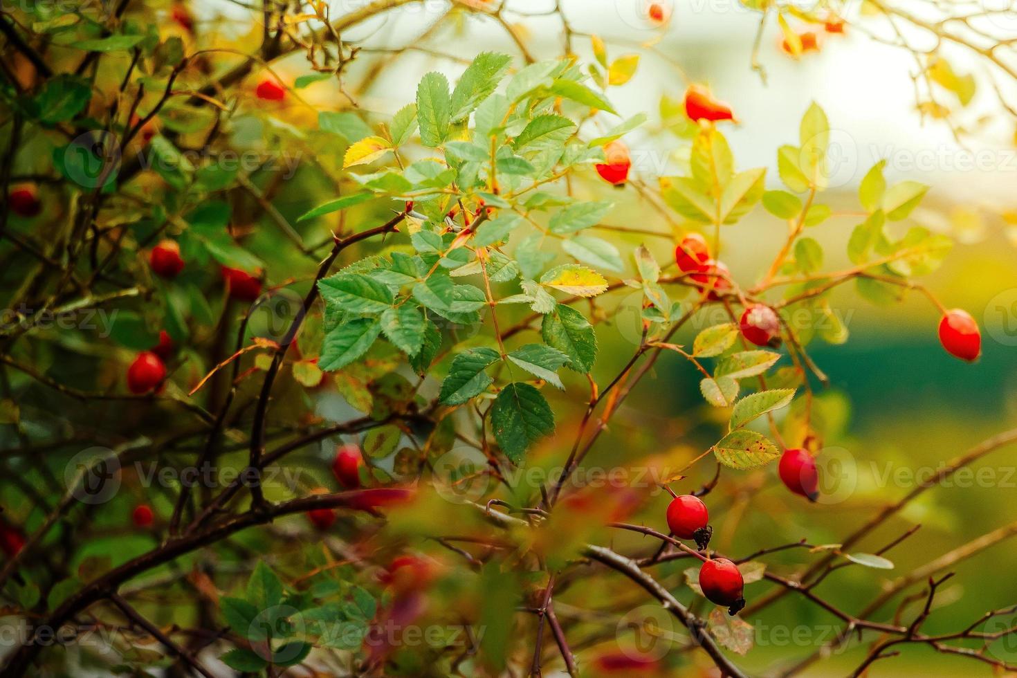 Beautiful rosehip bush on a sunny autumn day photo