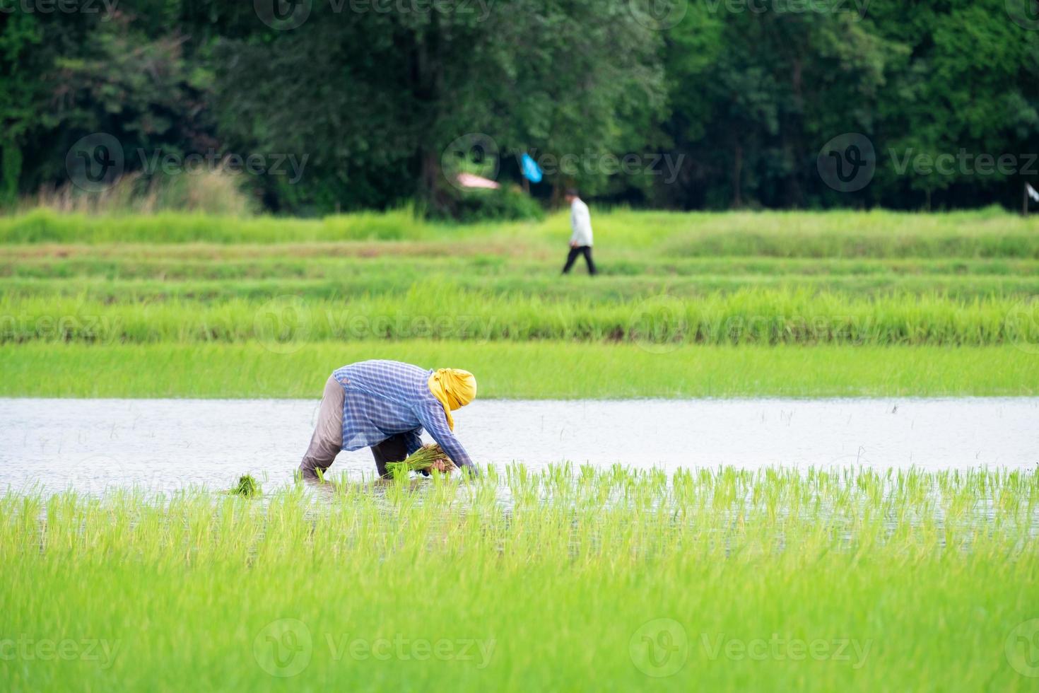 The Female Farmer planting on the organic paddy rice farmland in the rainy photo