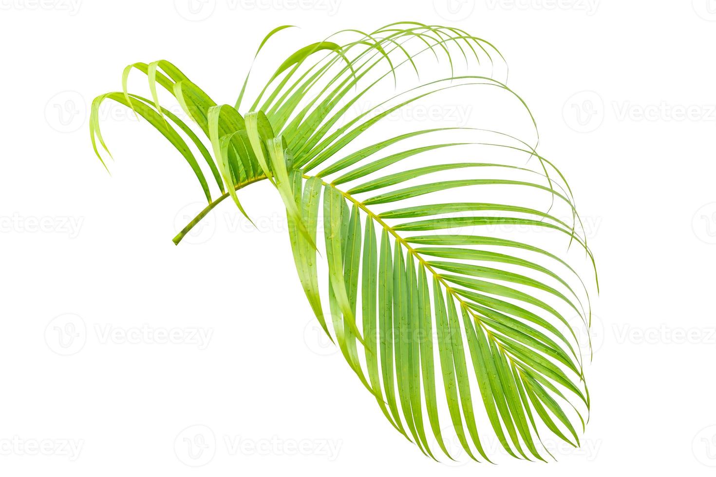 Fresh leaves of palm and water drop tree isolated on white background with clipping path, plam leaf,coconut leaf photo