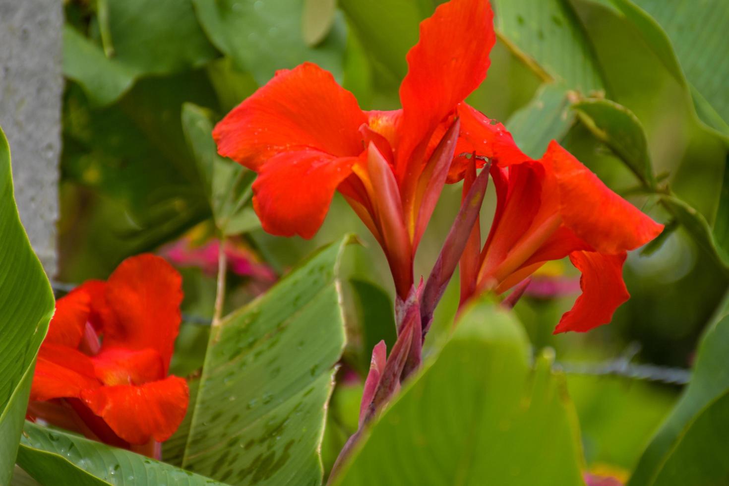 Canna lily red flower blooming beauty nature in garden photo