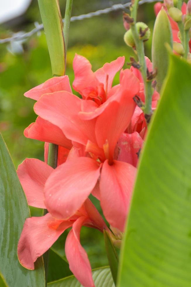 Canna lily red flower blooming beauty nature in garden photo