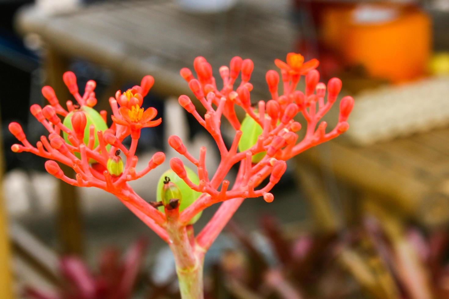 orange flower blooming beauty nature in garden photo