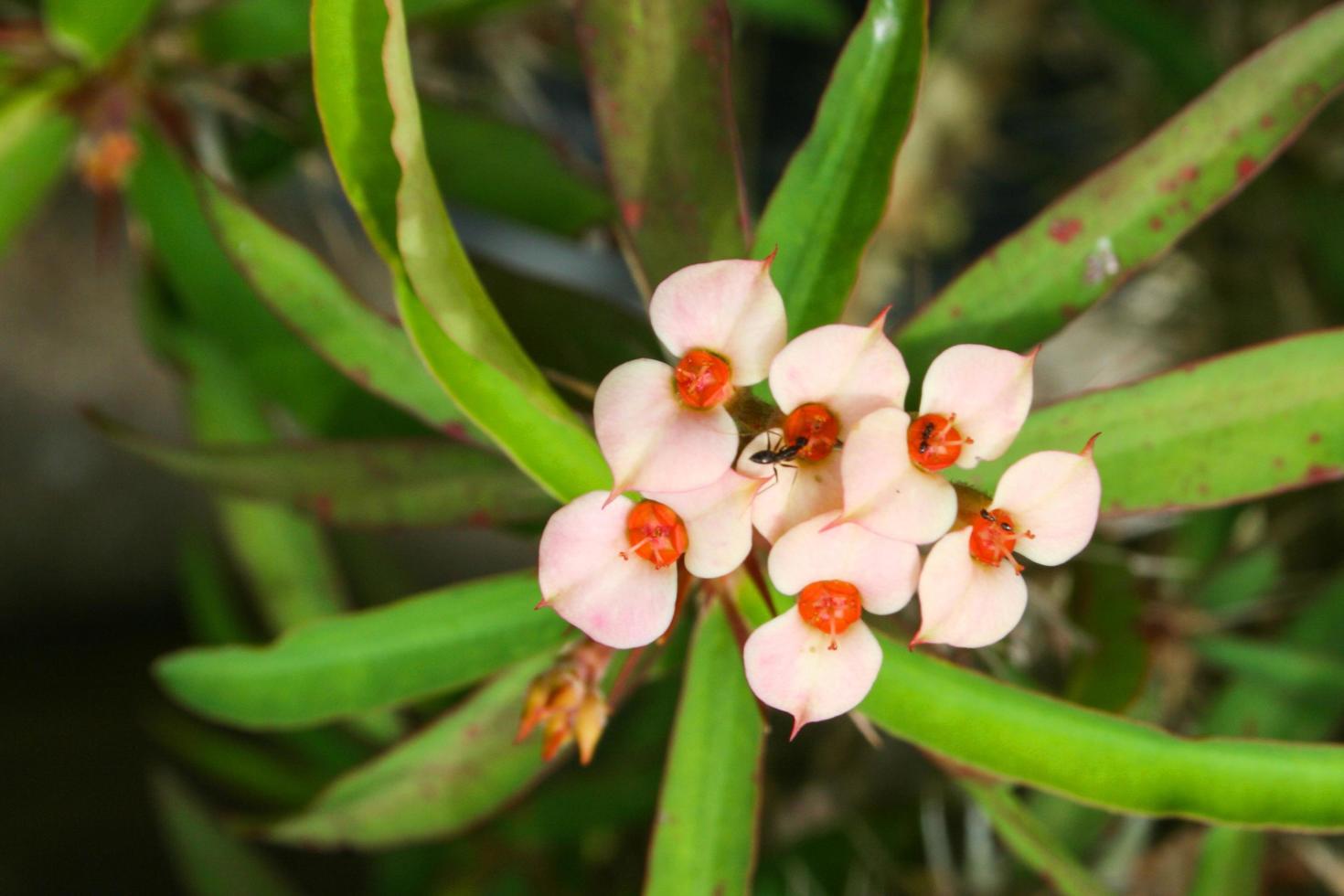 white Euphorbia milii small flower blooming beauty nature in garden Thai photo