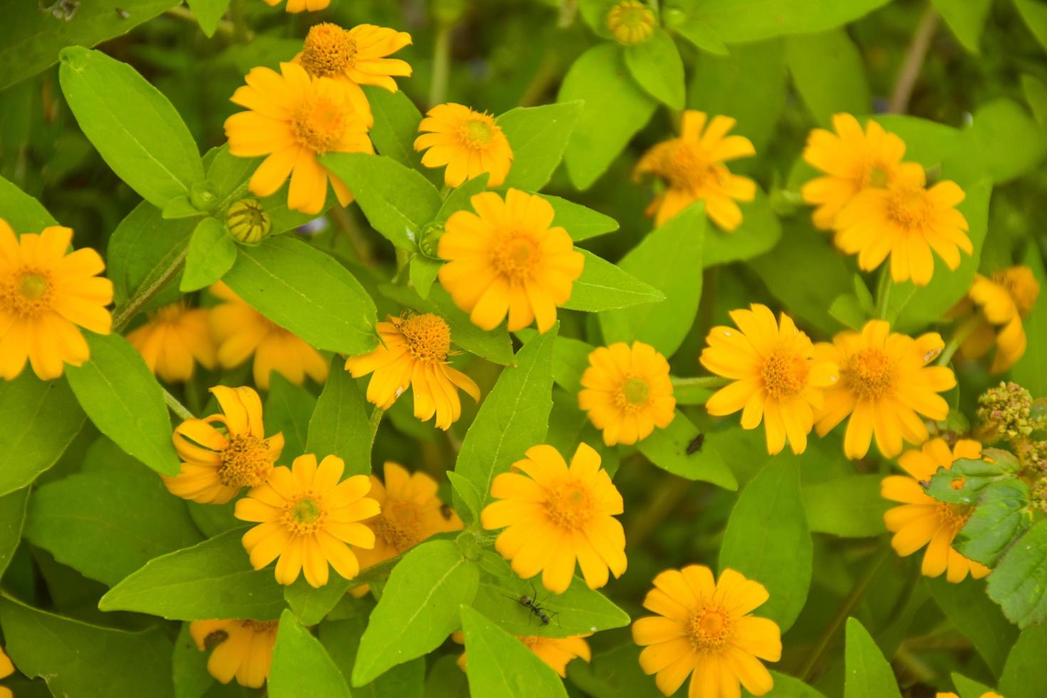 small yellow flower blooming in garden in south Thailand photo