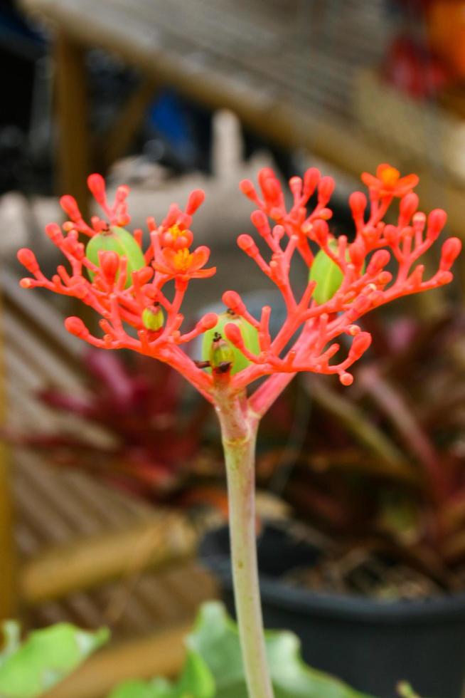 orange flower blooming beauty nature in garden photo
