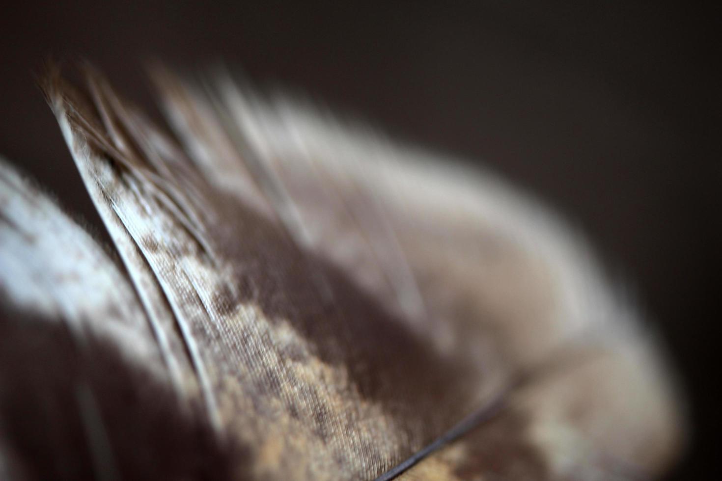 Brown Feather on blur background photo