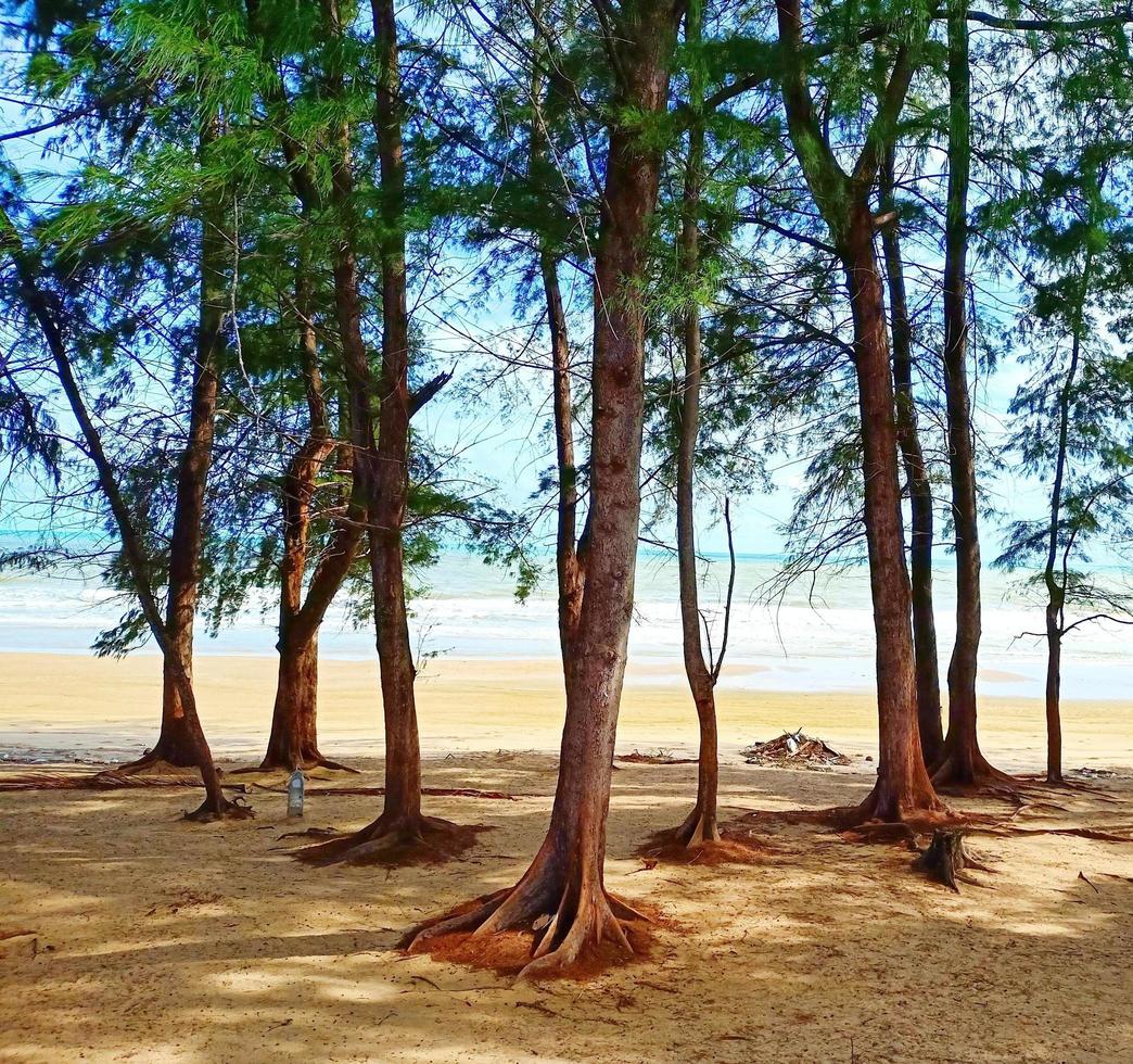 Pine forest beside white sand beach by the sea. photo