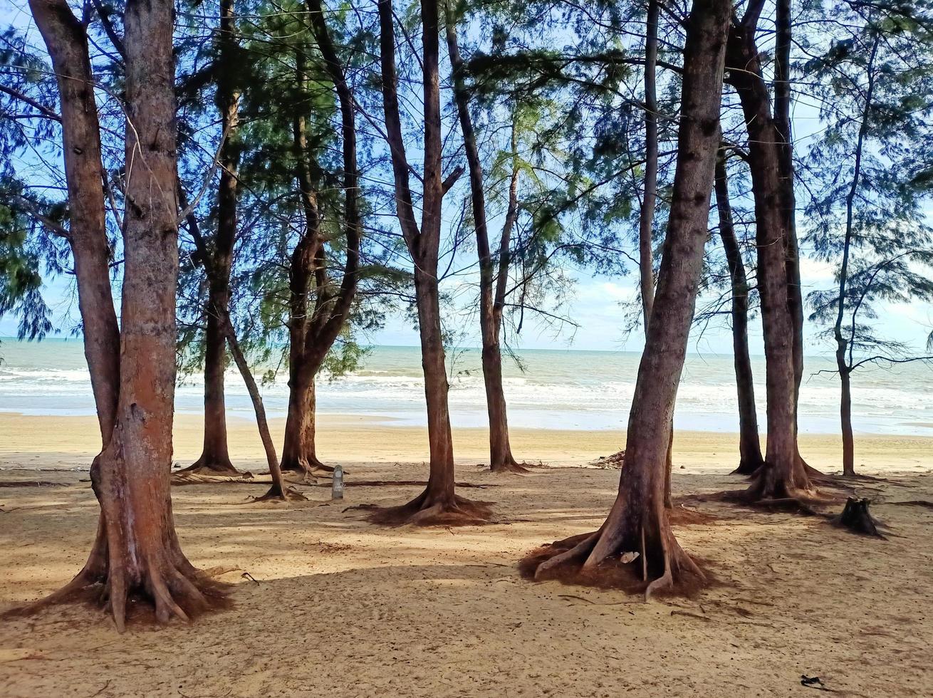 bosque de pinos junto a la playa de arena blanca junto al mar. foto