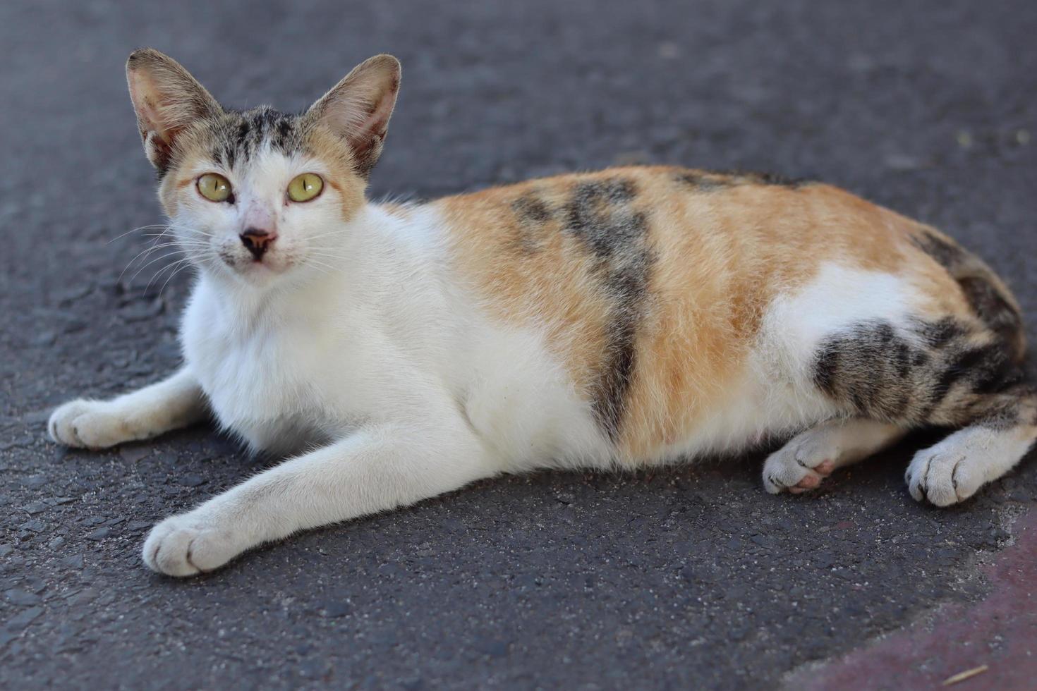 Cute Asian cat expression while in the yard. photo