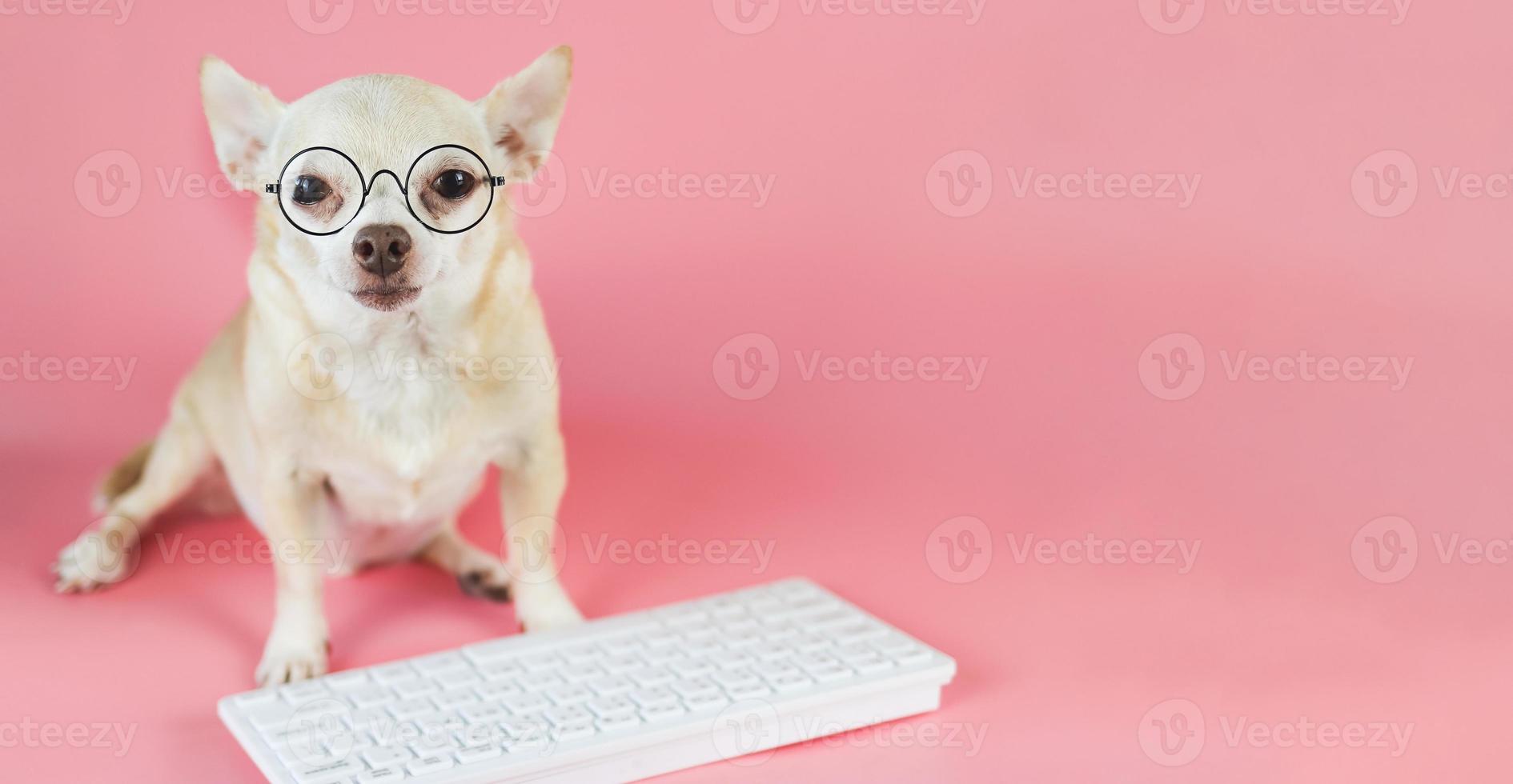 brown Chihuahua dog wearing eye glasses,  sitting with computer keyboard on pink background. Dog working on computer. photo