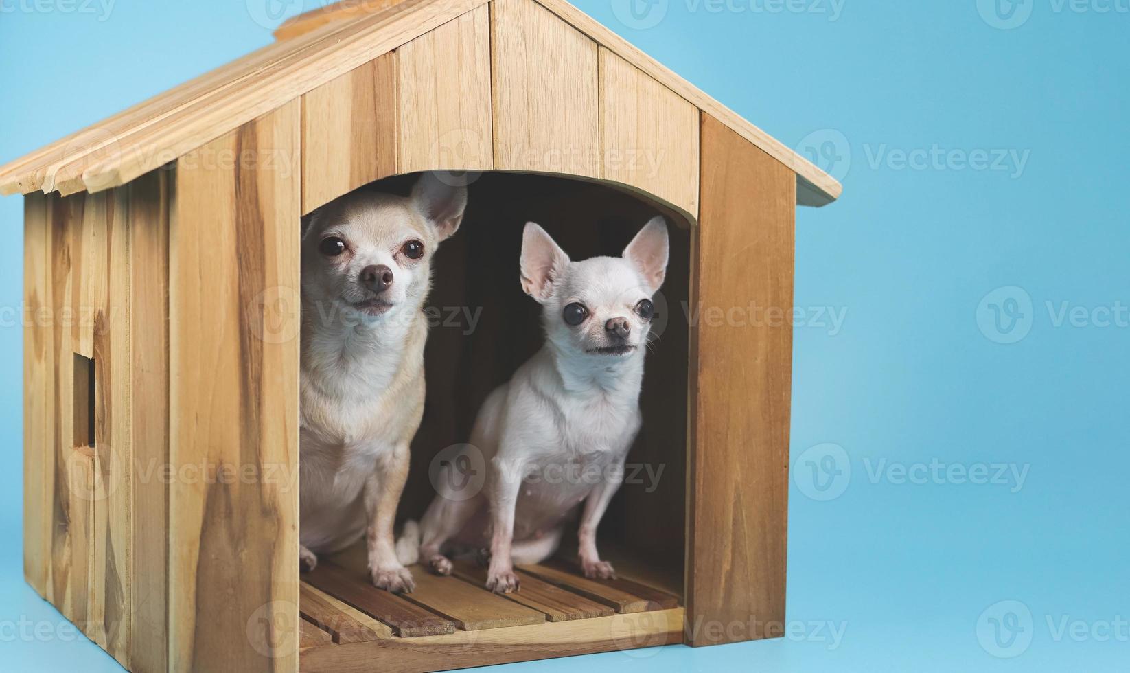 dos perros chihuahua de diferentes tamaños sentados dentro de una caseta de madera mirando la cámara, aislados en fondo azul. foto