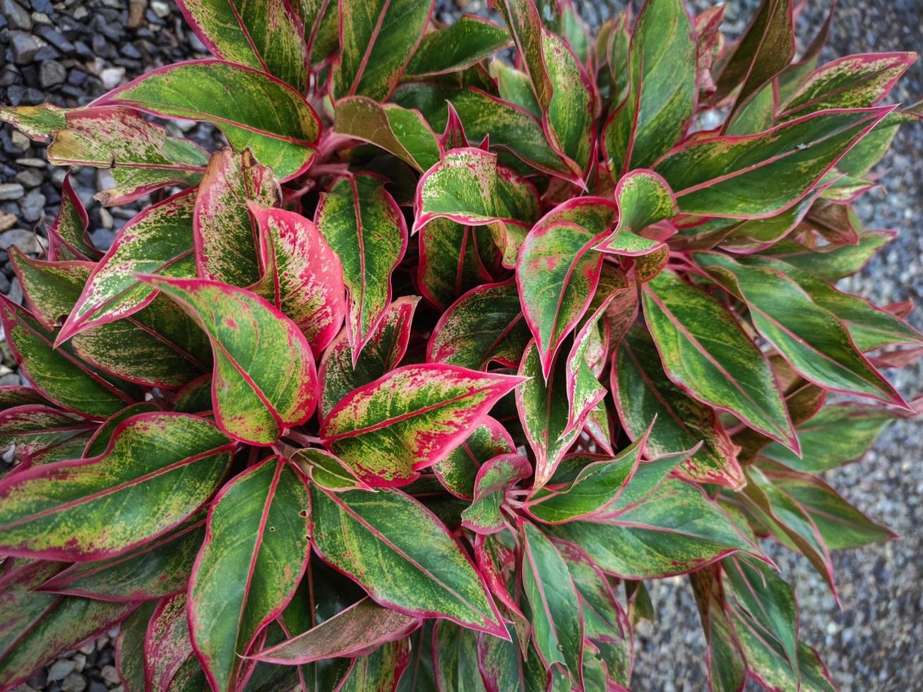 fondo colorido de la planta de interior para los amantes de las plantas foto