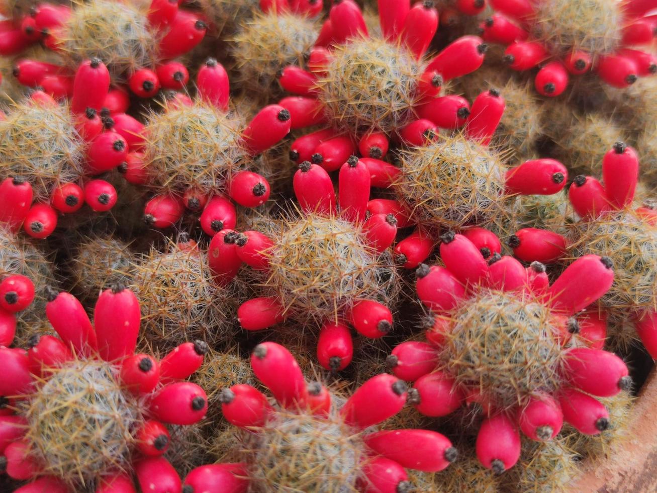 cactus with seed in pot. home plant concept photo