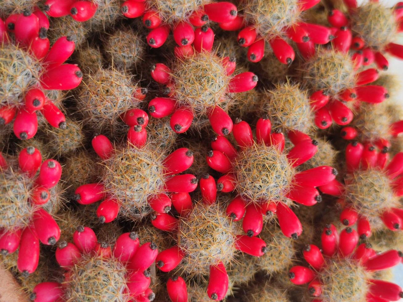 cactus with seed in pot. home plant concept photo